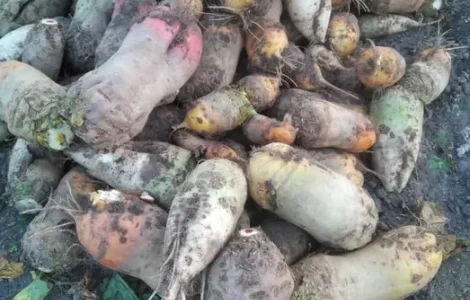 Продається кормовий буряк жовтий білий 10 грн