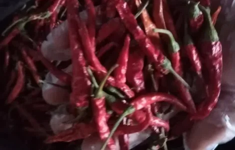 Перець чилі гострий сухий 2025рік