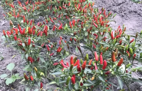 Міні перці гострі чилі сухі