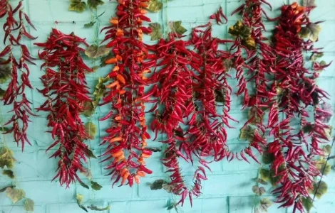 Продам гострий перець "Міні Чилі"