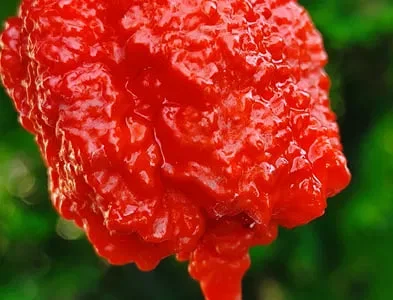 Carolina Reaper надгострий перець сушений.