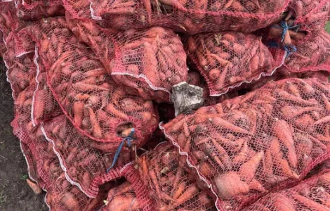 Некондиция буряк , морковка на перероботку