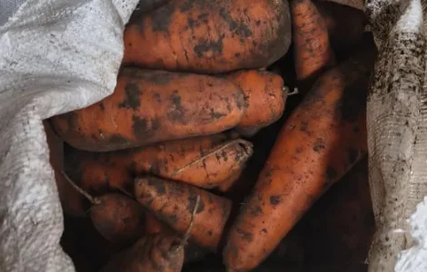 Продам моркву опт і роздріб на переробку