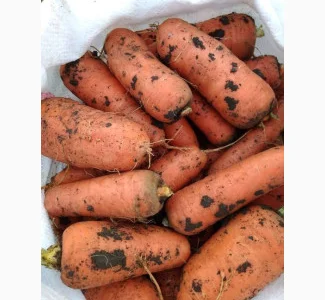 Куплю моркву на переробку