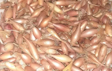 Продам закарпатську цибулю тиканку на посадку