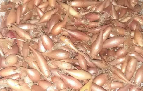 Продам закарпатский лук тиканку на посадку