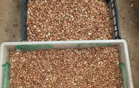 Сіянка,тиканка цибуліШтутгартен,цибуля на посадку