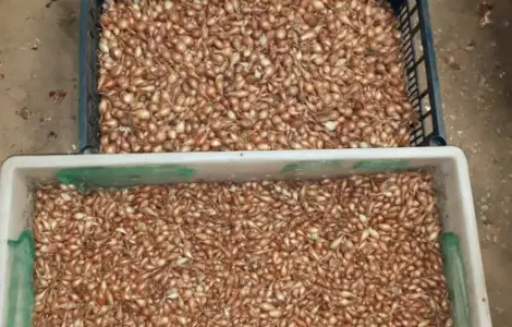 Сіянка,тиканка цибуліШтутгартен,цибуля на посадку