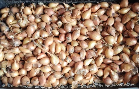 Цибуля кущовка на посадку