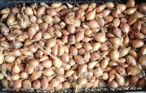 Цибуля кущовка на посадку