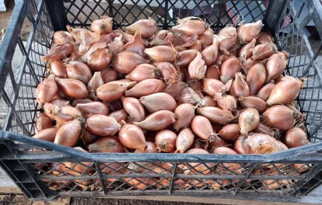 Цибуля кущовка для посадки на зелень