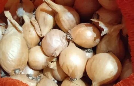 Корчуля кущівка шалот цибуля на посадку