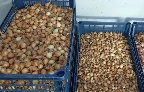 Саджанка Штутгартнен цибуля на весінню посадку