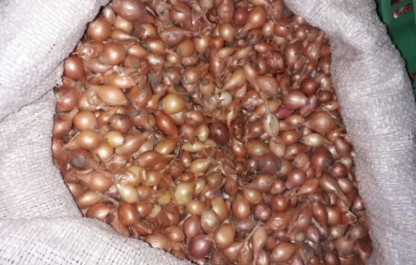 Лук севок, Штутгартен, Сноуболл, тиканка. На перо