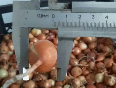 Циибулі на посадку Штутгартен, Лук севок, Тиканка