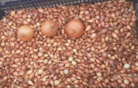 Лук севок Штутгартен ризен, тиканка, Опт на перо