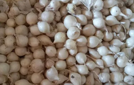 Тиканка - цибуля на посадку, сівок Сноуболл