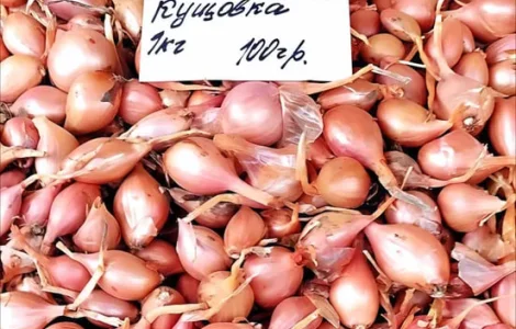 Озима цибуля на посадку Кущовка – гарна схожість