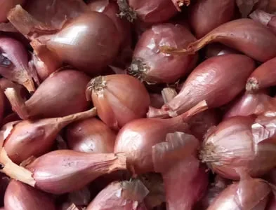 КОРОЛІВСЬКА кущівка-цибуля на посадку