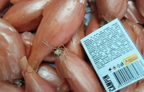 Цибуля кущівка, шалот.