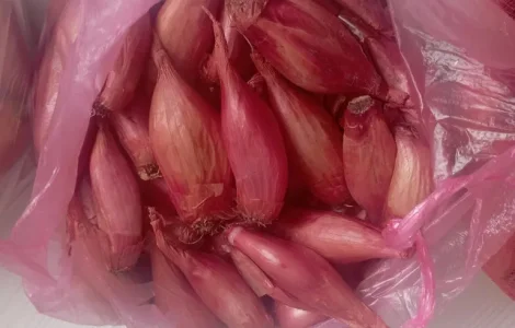 Цибуля кущівка корчуха велика, шалот