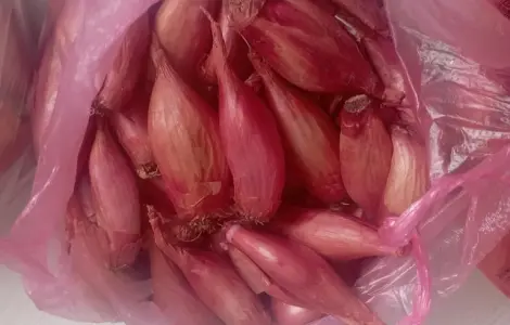 Цибуля кущівка корчуха велика, шалот