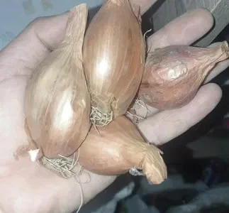 Кущівка королівська семейка, шалот - крупная луковица