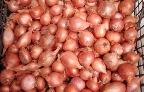 Продам українську цибулю кущівку (шалот)/Кущовка