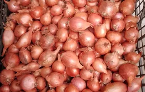 Продам українську цибулю кущівку (шалот)/Кущовка