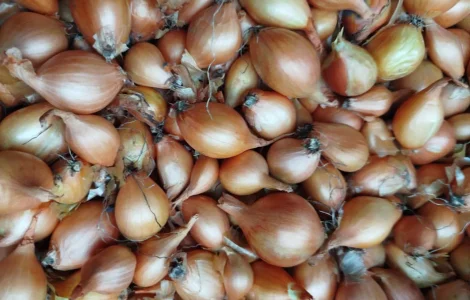 Цибуля кущівка.(Кущевка,шалот). Все в описі.