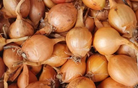 Цибуля кущівка, шалот