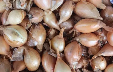 Кущівка,корчіка,шалот.Посадкова цибулька.