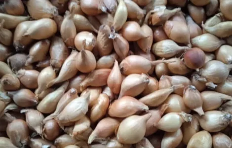 Цибуля кущівка,тиканка,шалот