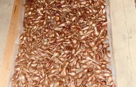 Цибуля кущівка шалот корчуха