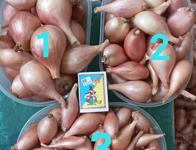 Лук кущевка, цибуля сімейка кущівка-шалот