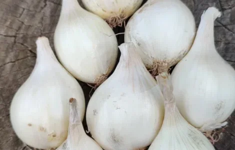 Кущовка/лук шалот/цибуля кущівка