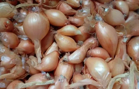 Цибуля кущівка (шалот)