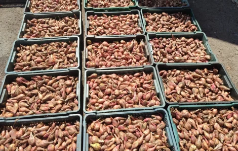 Продам цибулю кущівку, шалот