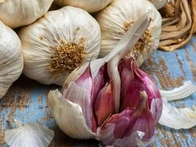 Чеснок яровой Сочинский 56