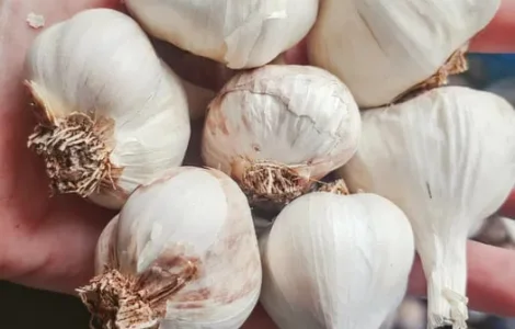 Чеснок яровой на посадку и переработку