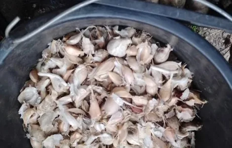 Продам чеснок на посадку