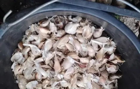 Продам часник на посадку