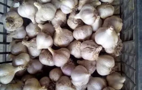 ЧЕСНОК КРУПНЫЙ 5+ 6+ 7+ на посадку Любаша Дюшес