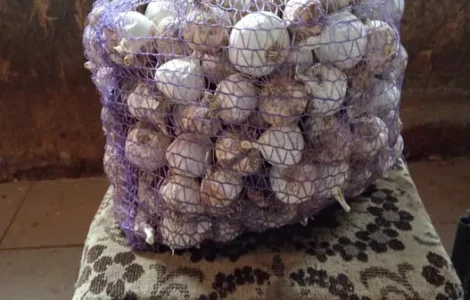 Продам, чеснок однозубка на посадку, калибр 2-3-3