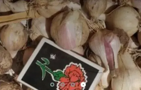 Продам домашній дрібний часник на посадку