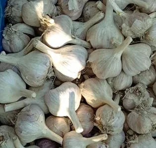 Чеснок Любаша урожай 2025, на посадку
