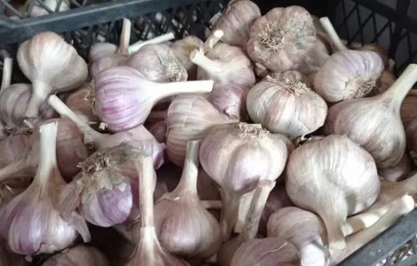 Чеснок озимый зимний /Часник озимий на посадку