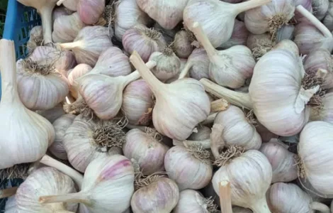 Чеснок/ Часник на посадку !!!