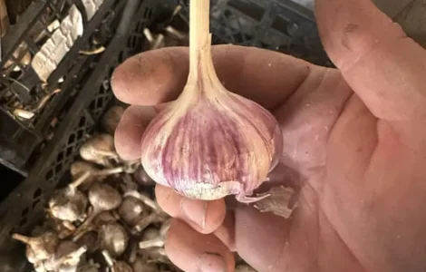 Продам Чеснок Любаша на посадку