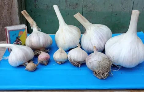 Чеснок/Часник,посадочный,однозубка,зубок.